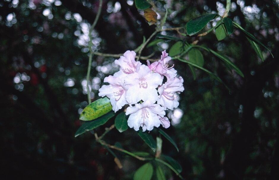 <i>Rhododendron</i> 'Early Pink Pearl'