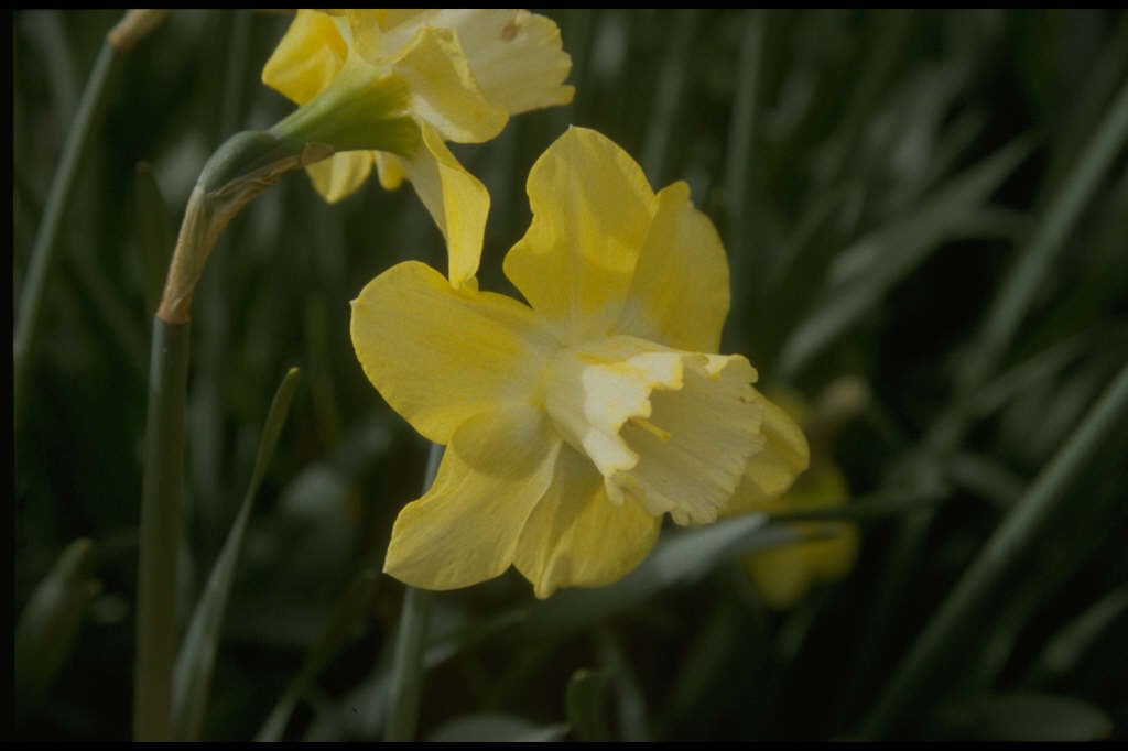 daffodil 'Charter'