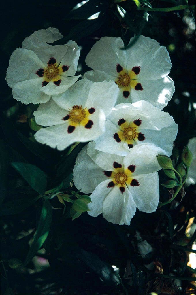 common gum cistus