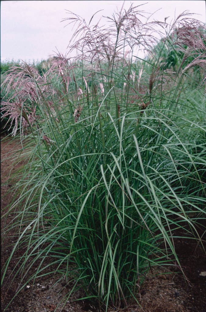 eulalia 'Kaskade'