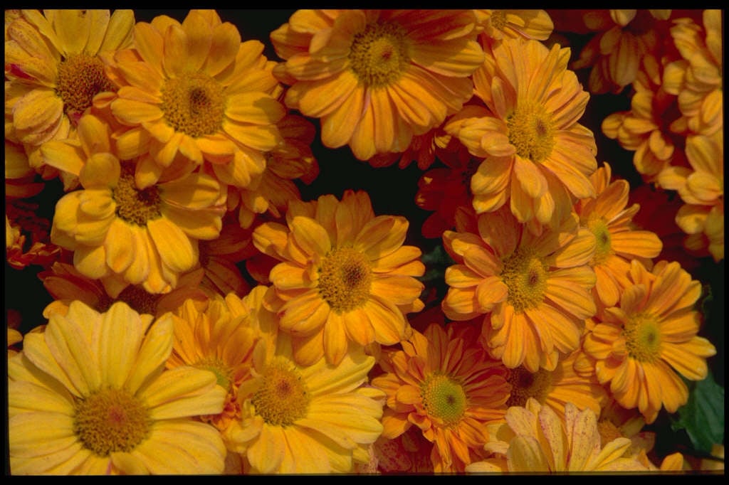 chrysanthemum 'Peak Glow'