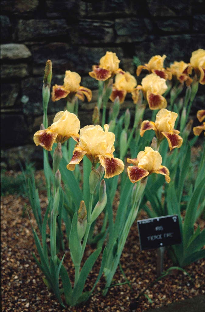 iris 'Fierce Fire'