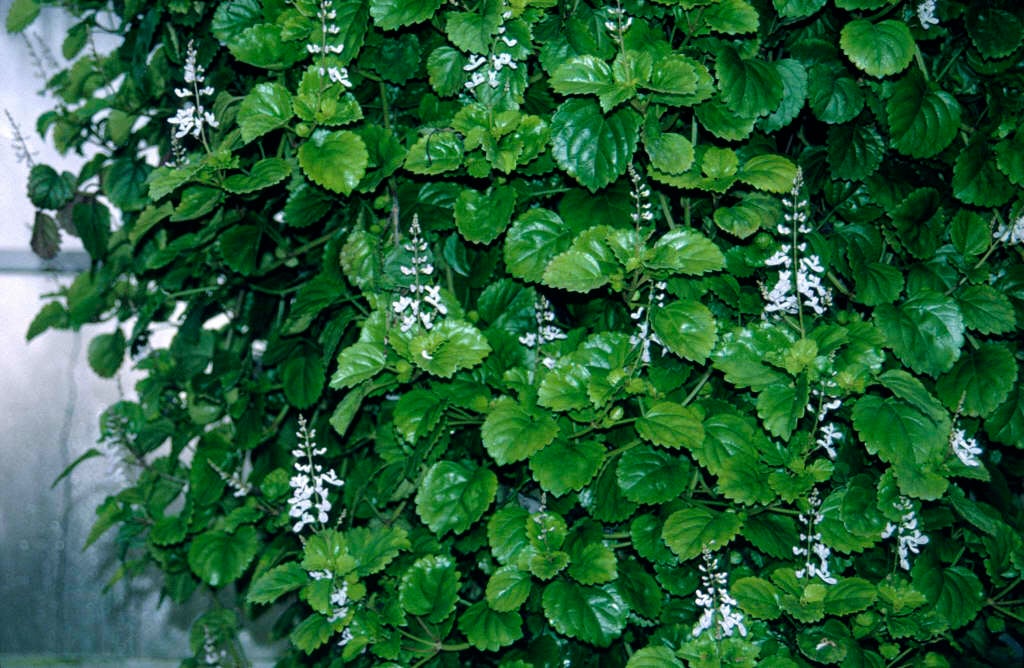 Swedish ivy