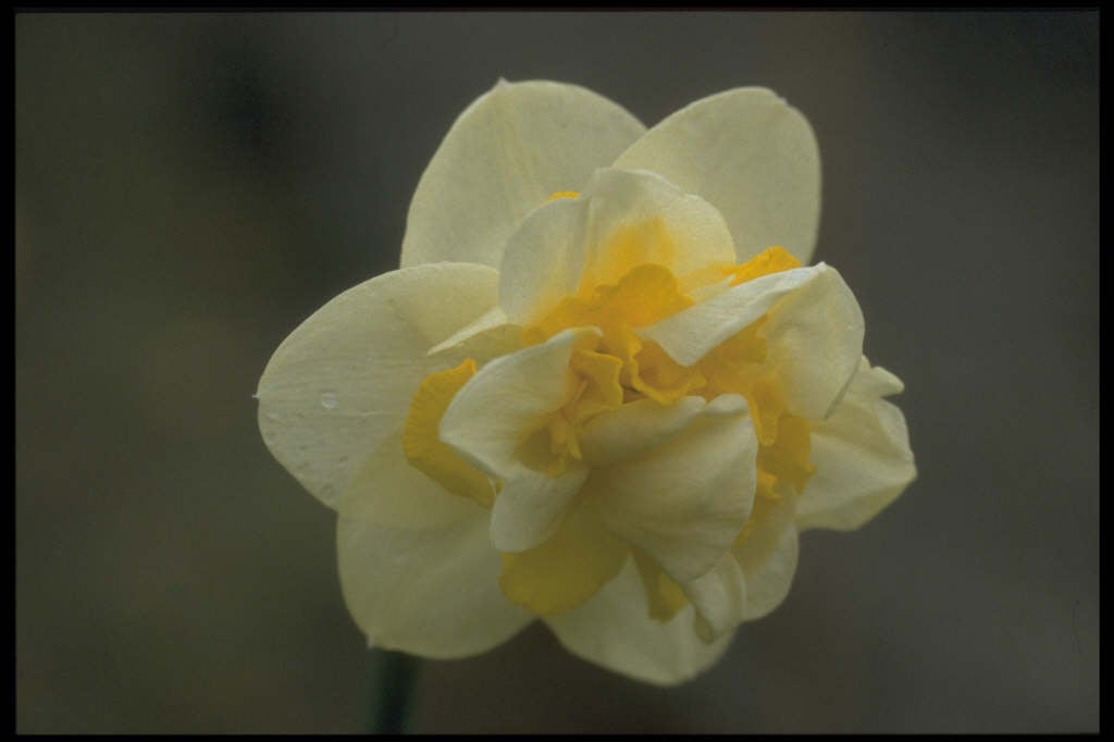 daffodil 'Serena Lodge'