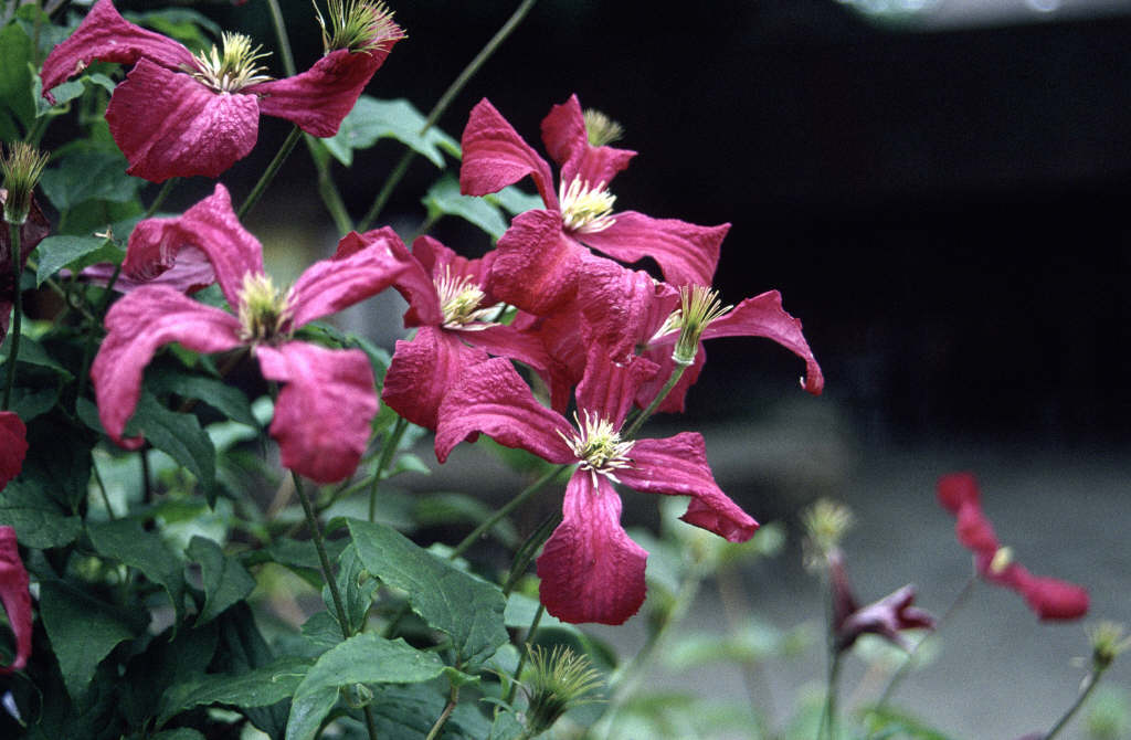 clematis 'Madame Julia Correvon