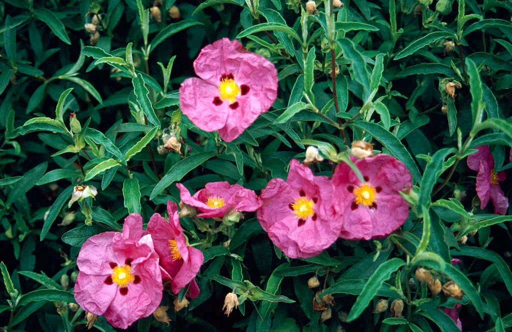What is the rock rose plant?