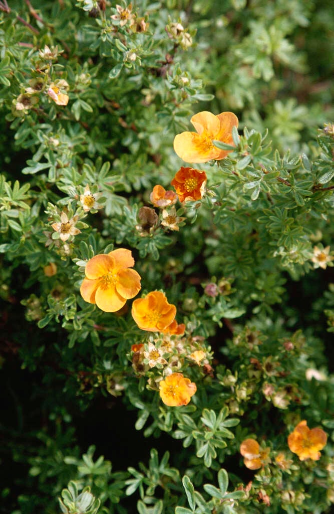 Potentilla Fruticosa &Sunset& | Shrubby Cinquefoil &Sunset& Shrubs/RHS