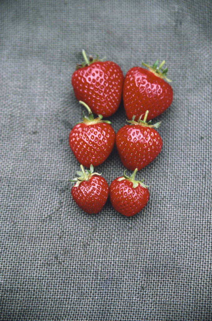 strawberry 'Honeoye'