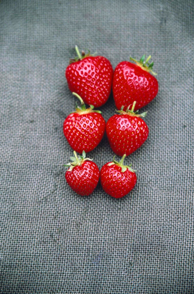 strawberry 'Honeoye'