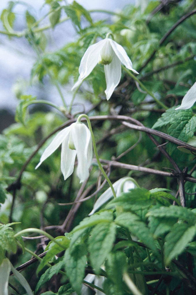 clematis 'White Columbine'