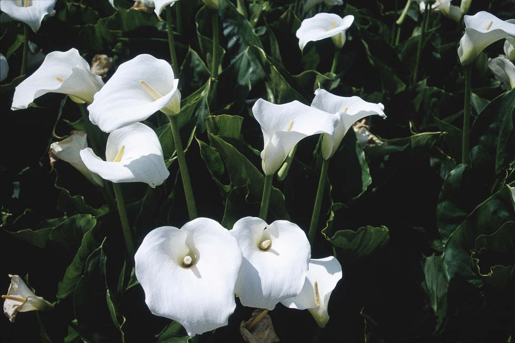 arum lily 'Crowborough'