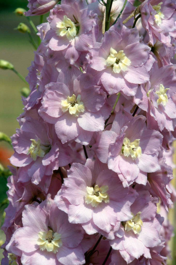 delphinium 'Claire'