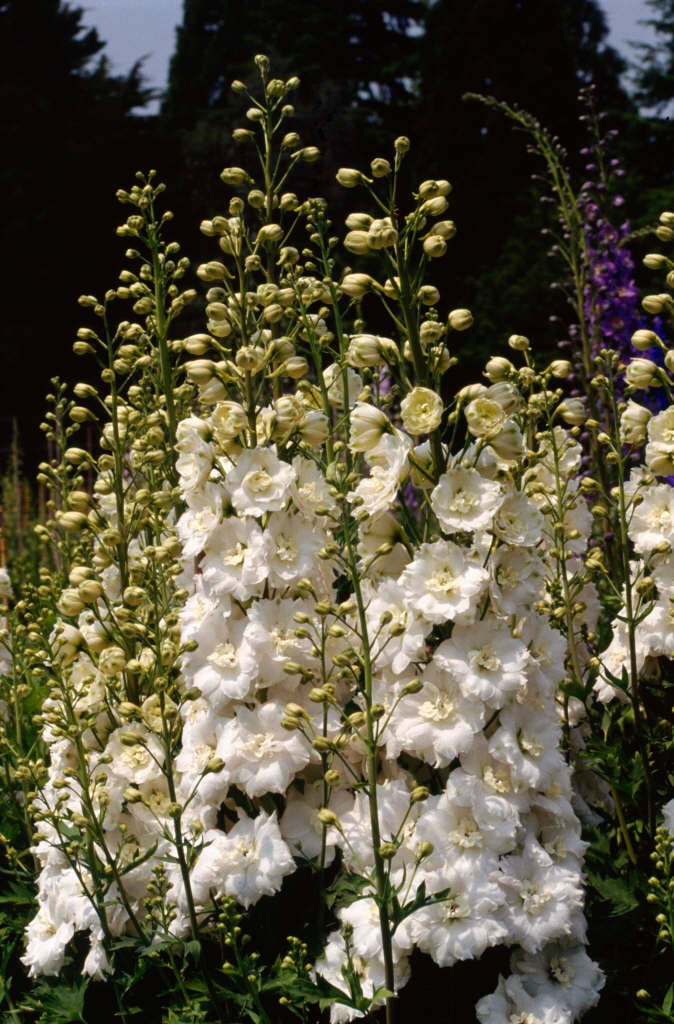 delphinium 'Constance Rivett'