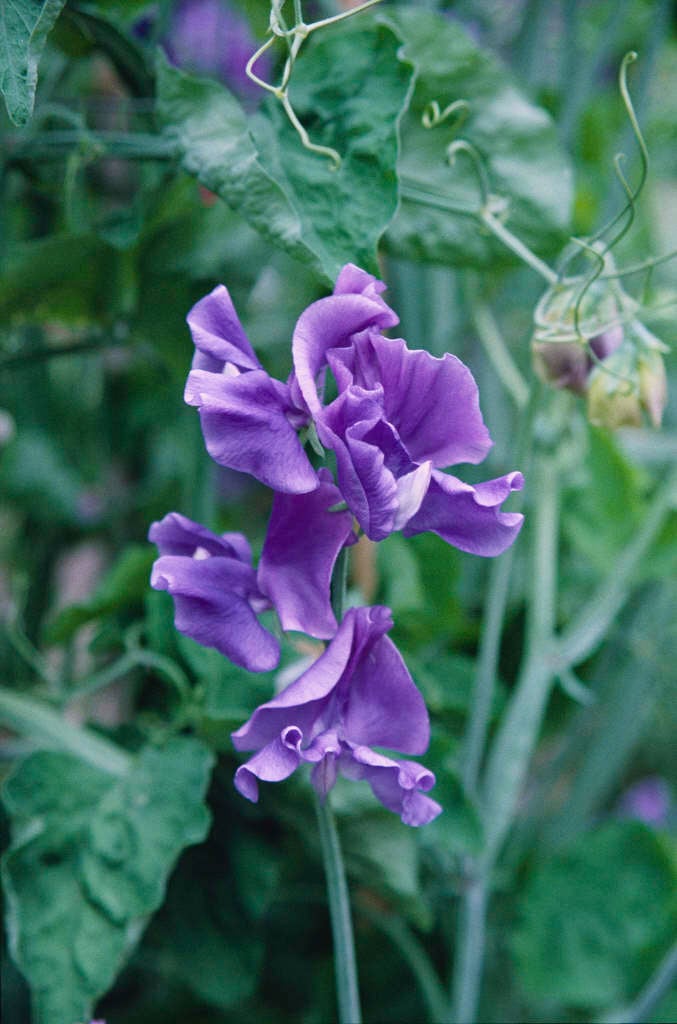 sweet pea 'Linda C'
