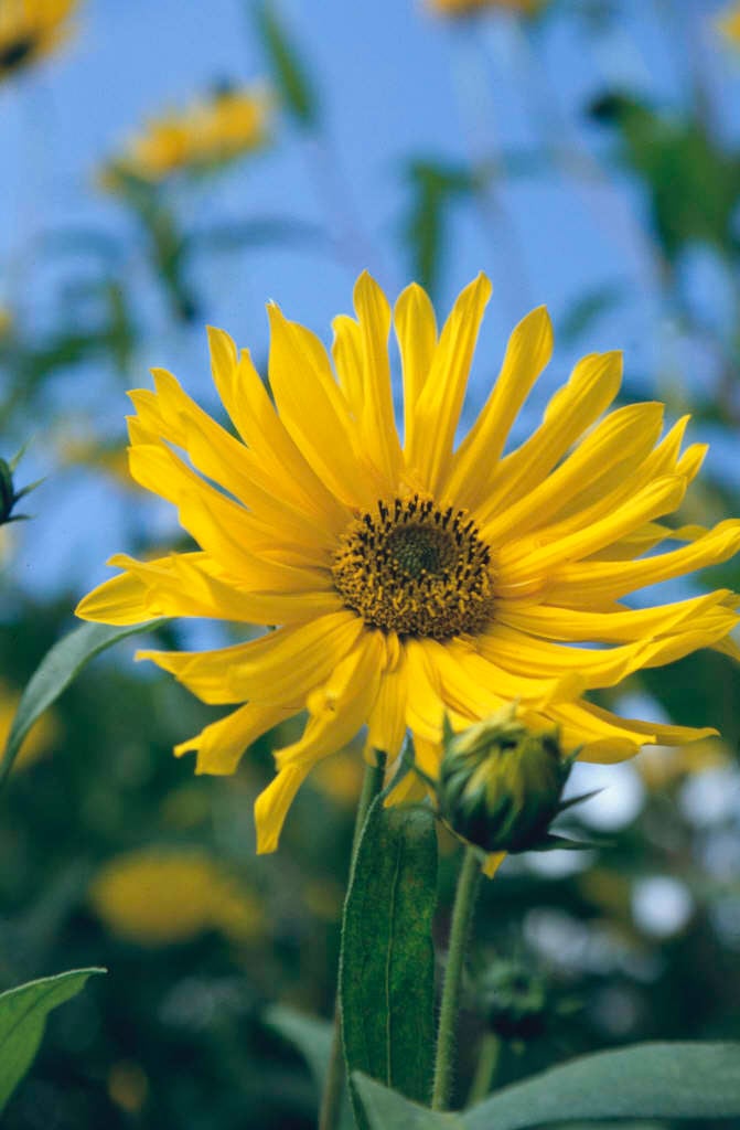 sunflower 'Monarch'