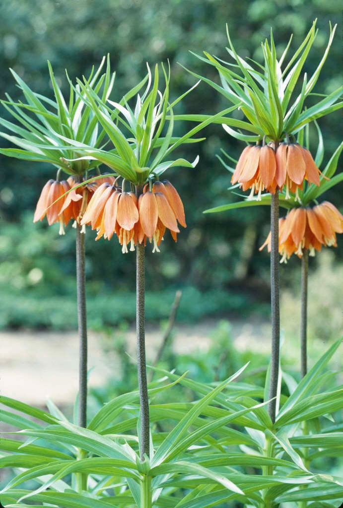 Fritillaria imperialis