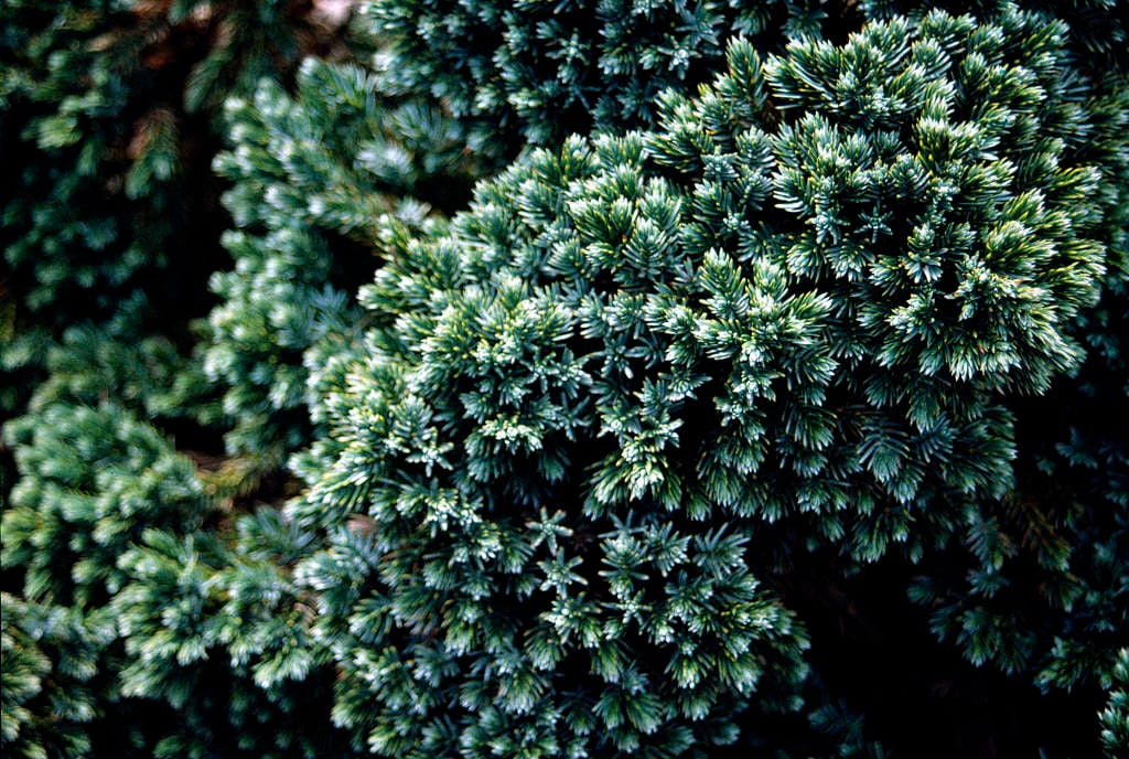 Juniperus squamata 'Blue Star' flaky Juniper 'Blue Star