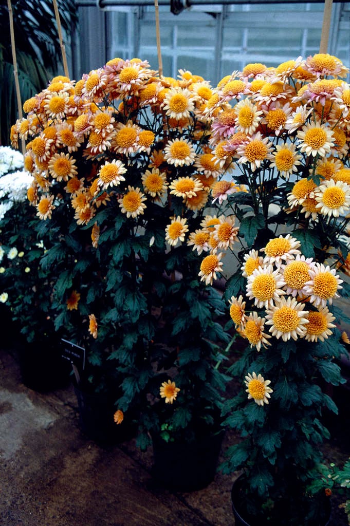 Chrysanthemum &Gold Mundial& (6b) chrysanthemum &Gold Mundial