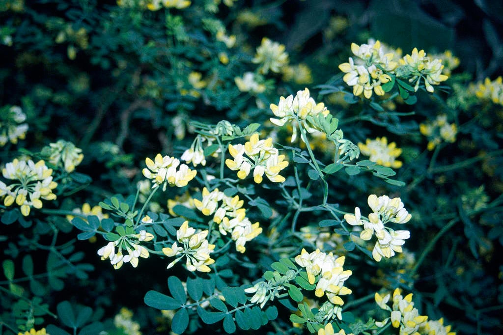 bastard senna 'Citrina'