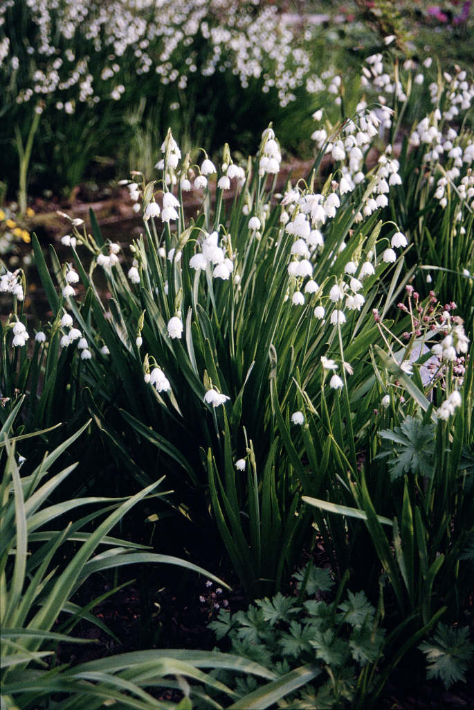 Leucojum aestivum summer snowflake/RHS Gardening