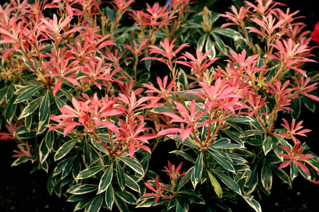 pieris flaming silver red evergreen yellow leaves shrubs plants rhs garden shrub japonica small flowers dark perennials plant green pink