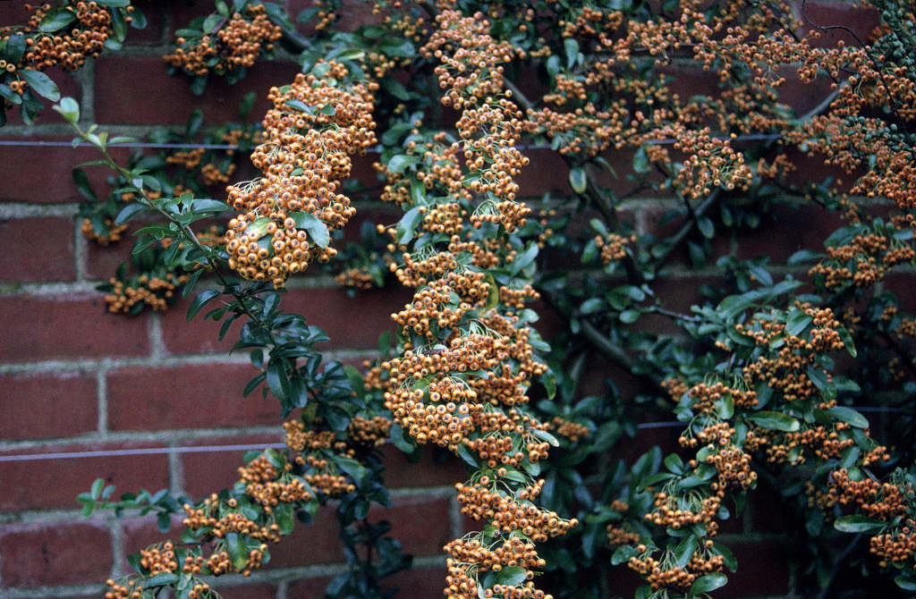 firethorn [Saphyr Orange]