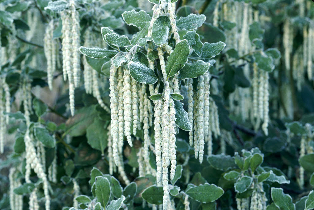 silk tassel 'James Roof'