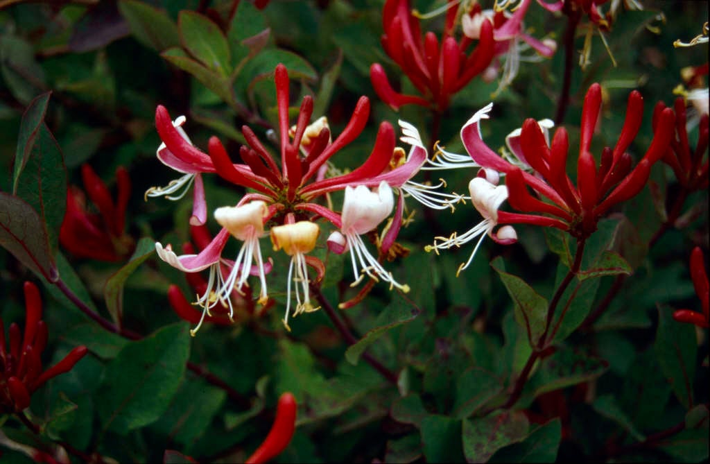 Find help & information on <i>Lonicera periclymenum&a...
