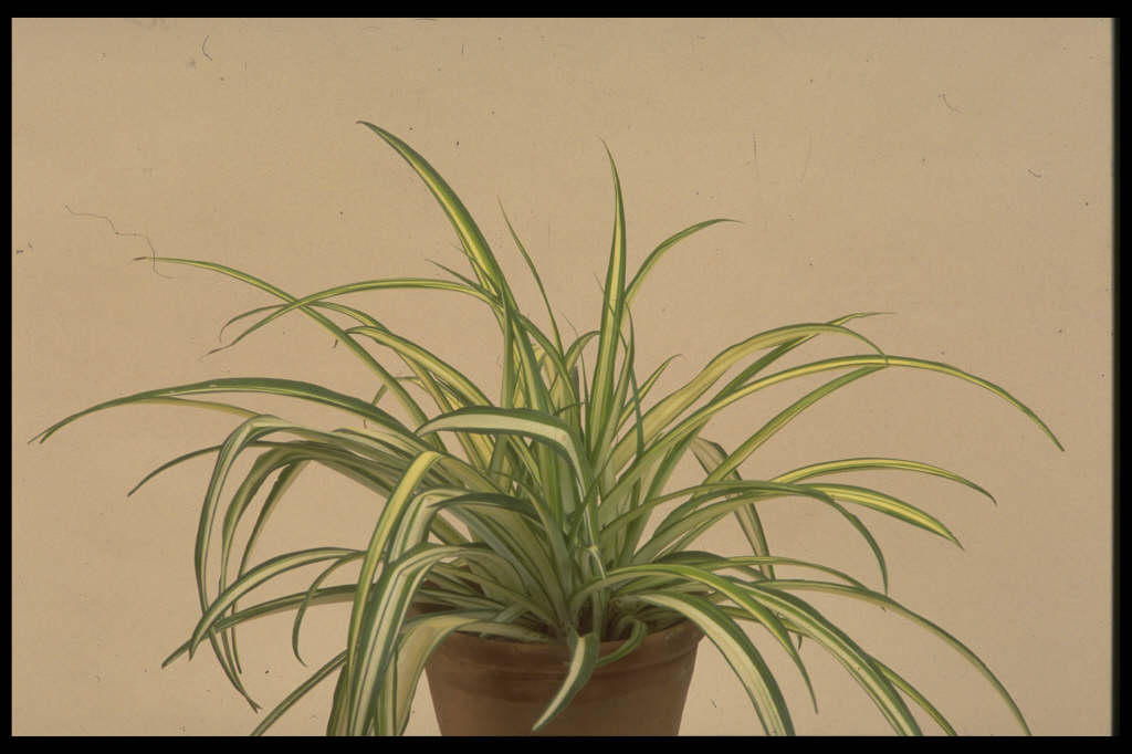 spider plant 'Vittatum'