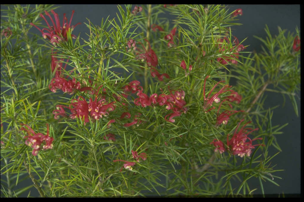 spider flower 'Canberra Gem'