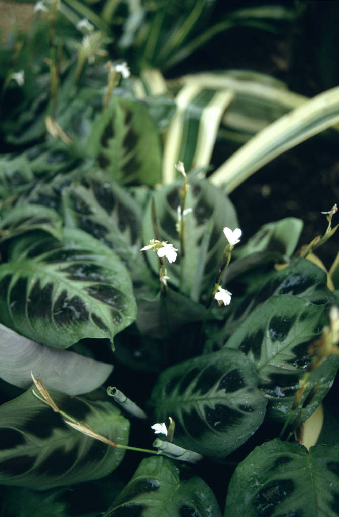 prayer plant