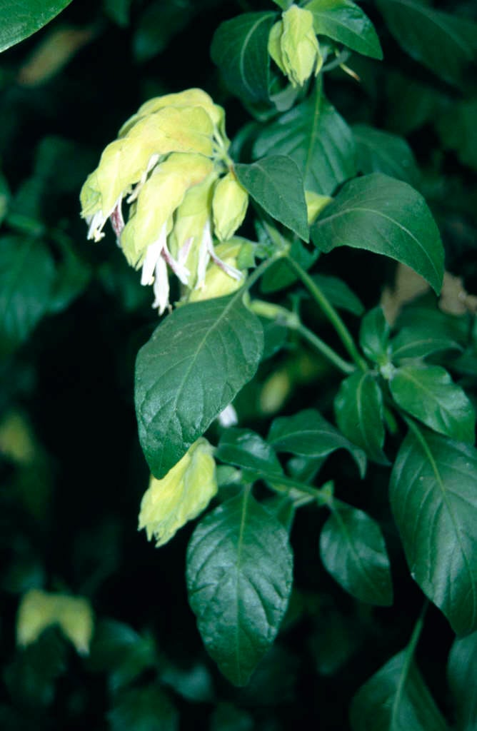 shrimp plant