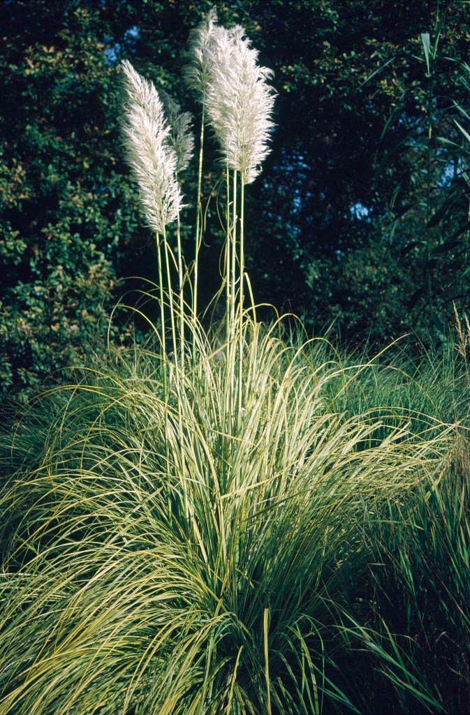 pampas grass 'Aureolineata'