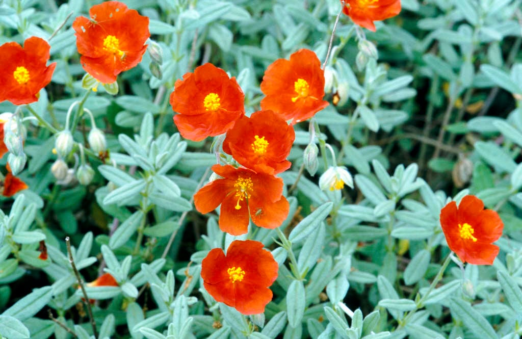 Helianthemum - Alchetron, The Free Social Encyclopedia