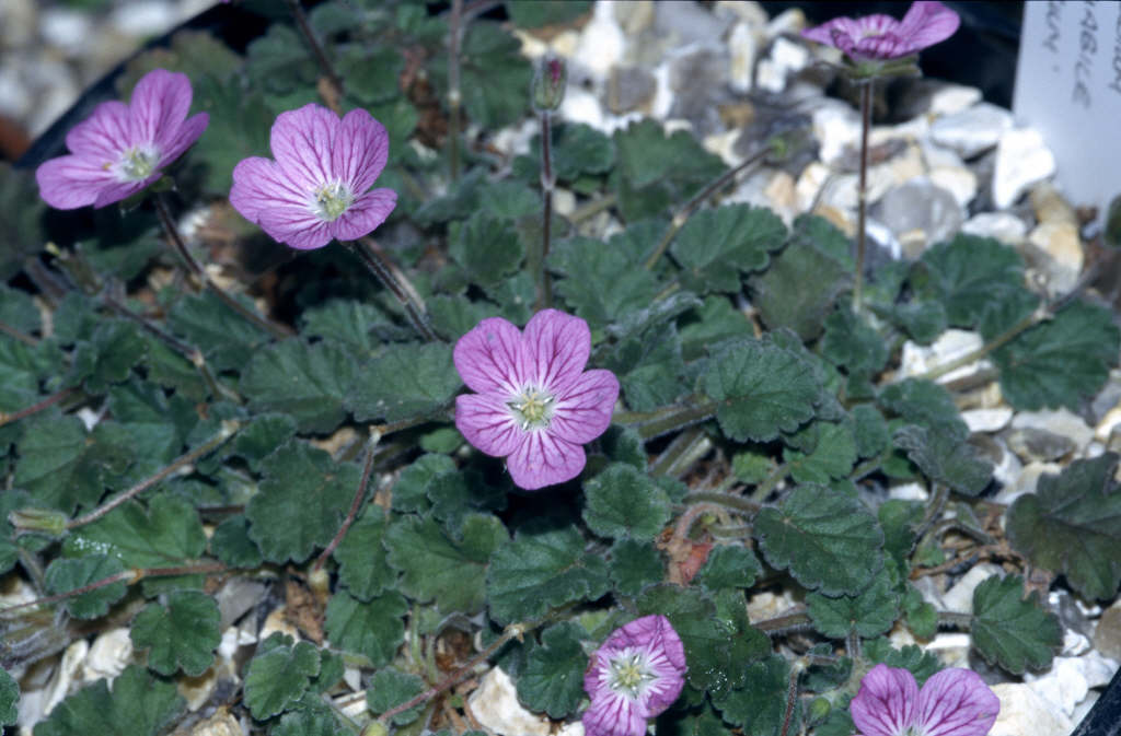 stork's bill 'Roseum'