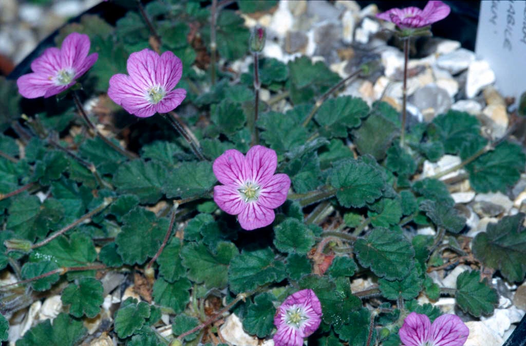 stork's bill 'Roseum'