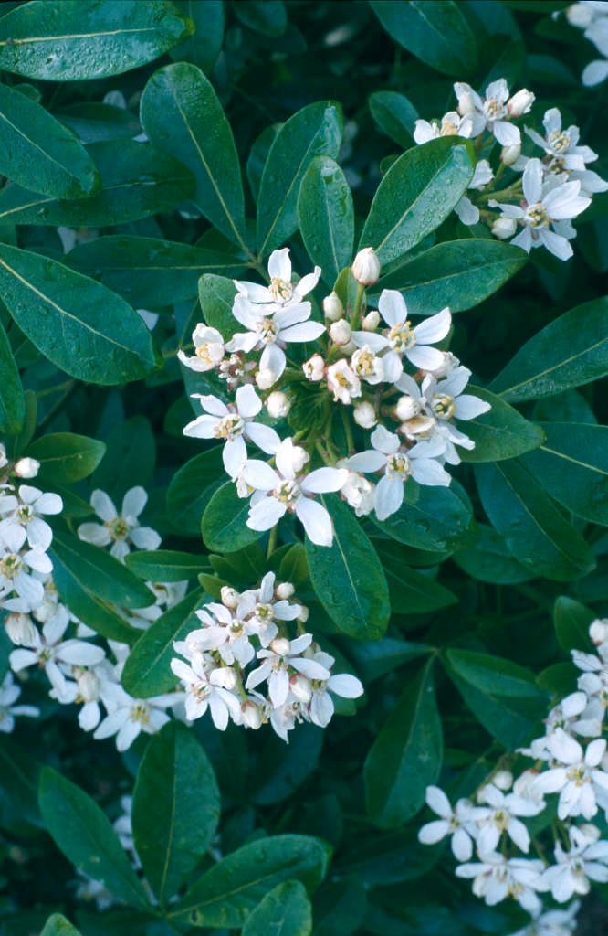 Choisya ternata  Mexican orange blossom/RHS Gardening