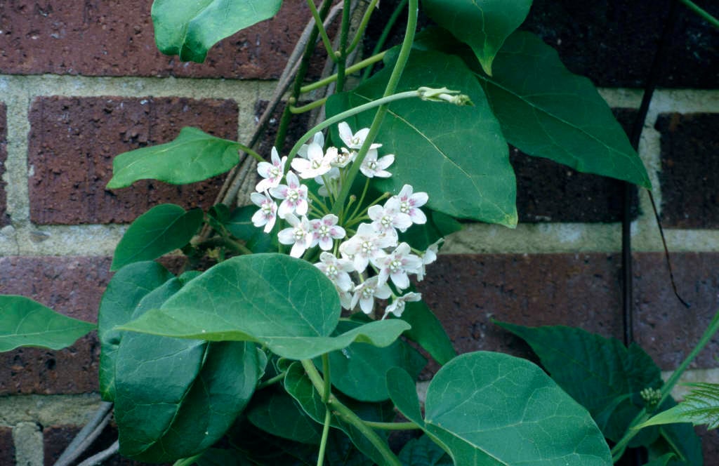 Chinese dregea