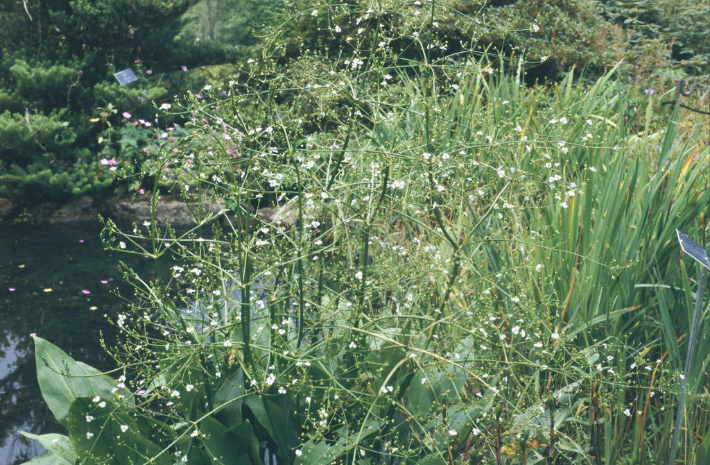 water plantain