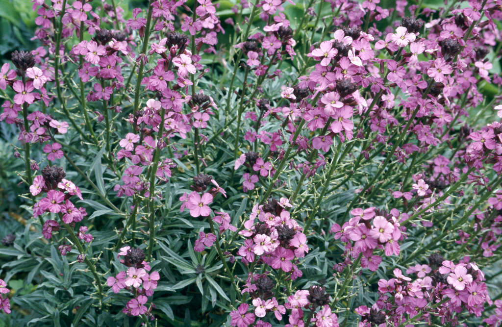 wallflower 'Bowles's Mauve'
