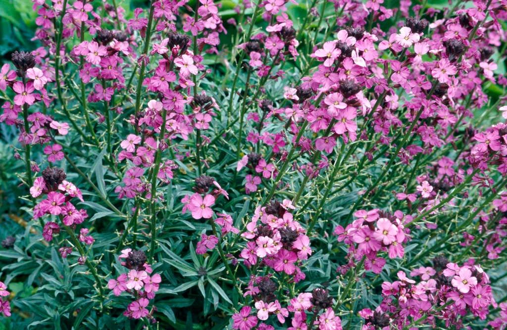 wallflower 'Bowles's Mauve'