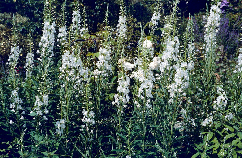 white-flowered rosebay willowherb