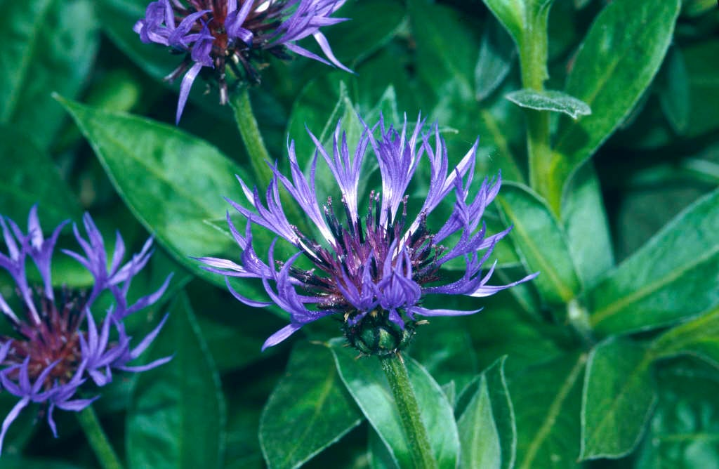 Centaurea montana | perennial cornflower Herbaceous Perennial/RHS