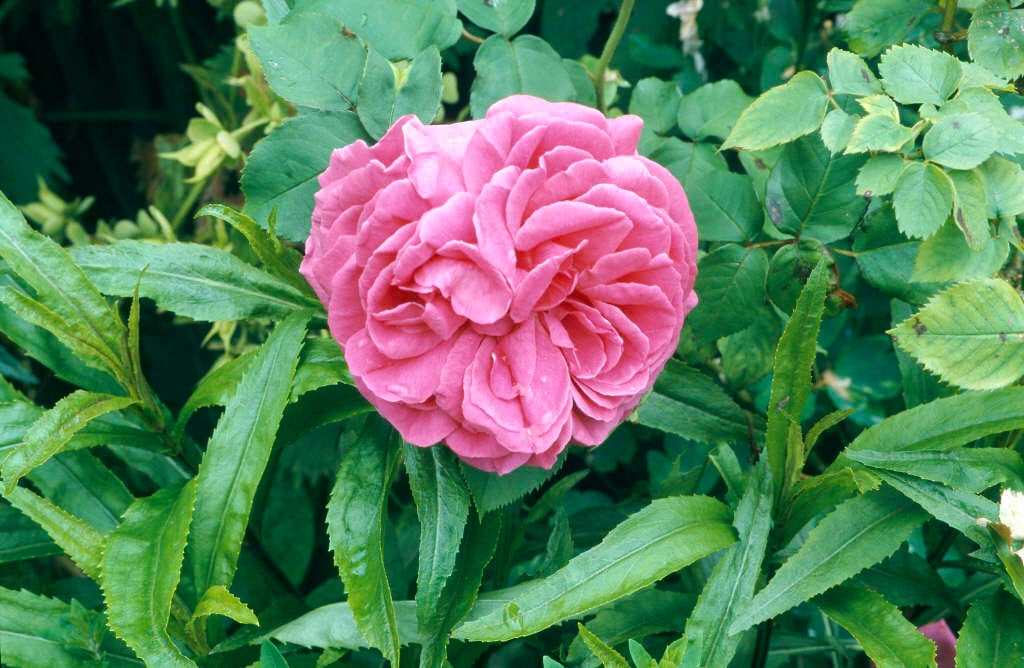 rose 'Madame Isaac Pereire'