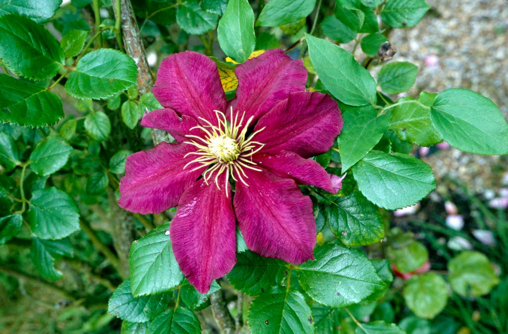 Clematis 'Niobe' (EL) clematis 'Niobe'/RHS Gardening