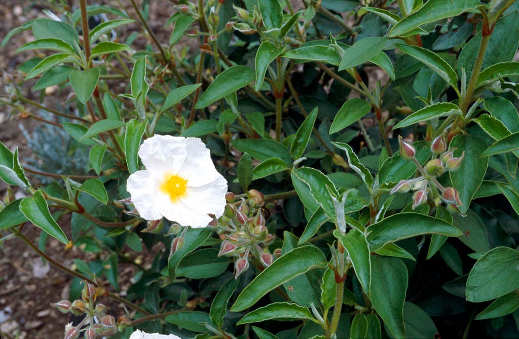 Cistus laurifolius | laurel-leaved rock rose Shrubs/RHS