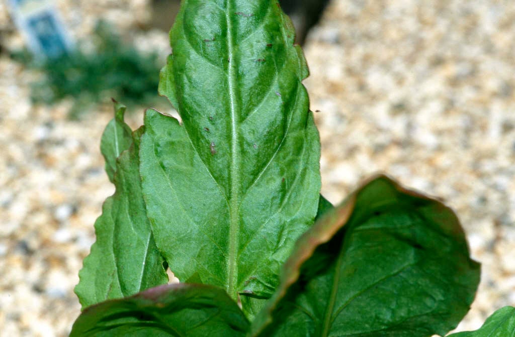 Rumex acetosa | common sorrel Herbaceous Perennial/RHS Gardening