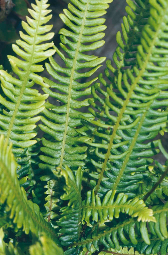 Blechnum spicant | hard fern Ferns/RHS