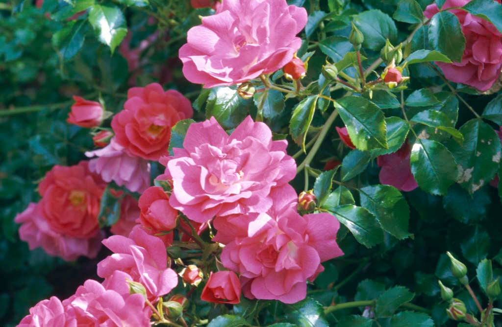 Rosa X Noa250092 Flower Carpet Pink Supreme Ground Cover Rose 2 Shrub Roses Ground Cover Plants