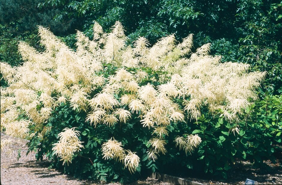 goat's beard